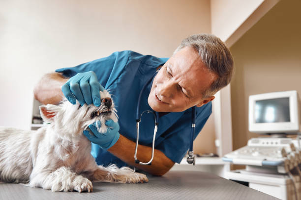 Best Emergency Dentist for Special Needs Patients in Mdleton, ID